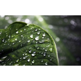 Плюсы жидкого хлорофилла в вашем рационе