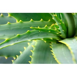 Aloe Vera, Алоэ Вера 50 мг
