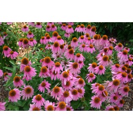 Echinacea Еxtract, Эхинацея Экстракт Жидкий 