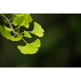 Гинкго билоба: инструкция по применению, для чего применяют и от чего помогает