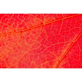 Укрепление сосудов на лице