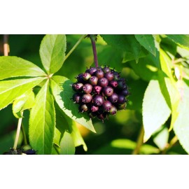 Eleuthero, Элеутерококк 500 мг