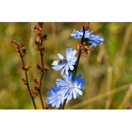 Натуральные подсластители