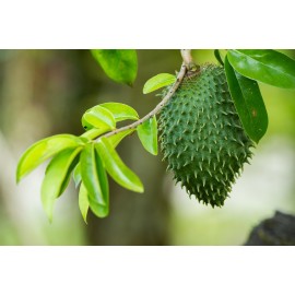 Чем полезна Гравиола?