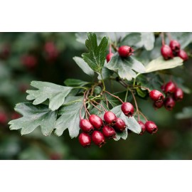 Природные успокоительные средства – лучшие антидепрессанты